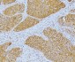 Anti-YY1 Antibody Picoband™ (monoclonal, 3F3E7)